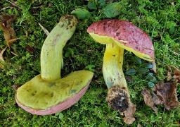 Butyriboletus regius