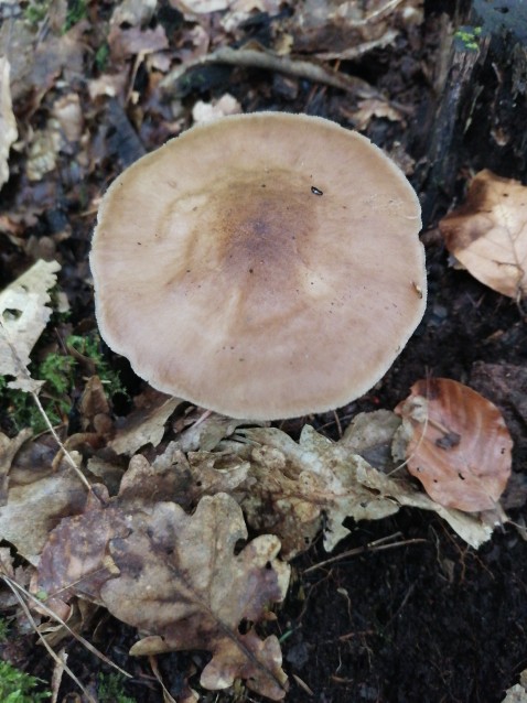 Pluteus cervinus