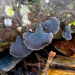 Resupinatus alboniger