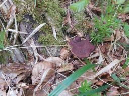 Ganoderma carnosum