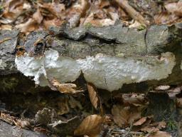 Laxitextum bicolor