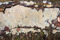 Radulomyces confluens