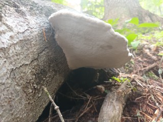 Fomes fomentarius