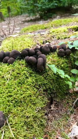 Xylaria polymorpha