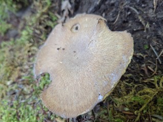 Cerioporus leptocephalus