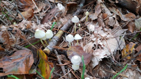 Mycena epipterygia