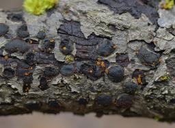 Orbilia xanthoguttulata