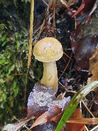 Tylopilus felleus