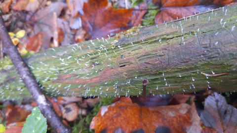 Multiclavula mucida