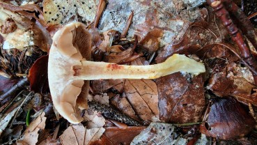 Cortinarius bolaris