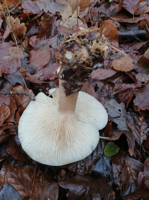 Clitocybe nebularis