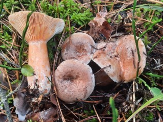 Lactarius deliciosus