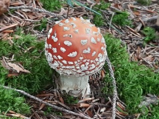 Amanita muscaria