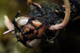 Polycephalomyces ditmarii