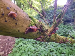 Auricularia auricula-judae