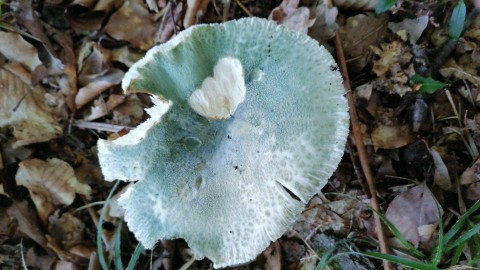 Russula virescens