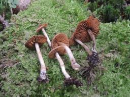 Cortinarius fulvescens