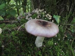 Russula atropurpurea