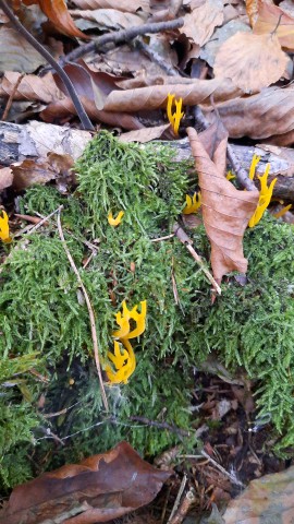 Calocera viscosa