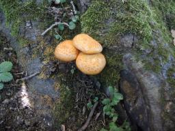 Gymnopilus suberis