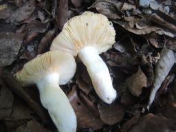 Russula maculata