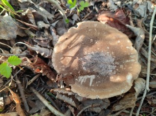 Lentinus substrictus