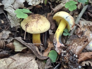 Cyanoboletus pulverulentus