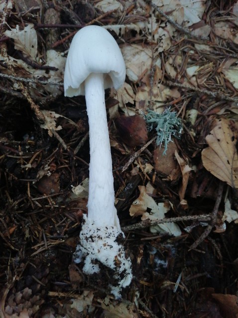 Amanita virosa