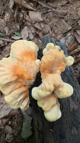 Laetiporus sulphureus