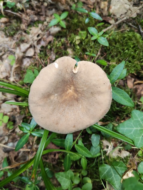 Lactarius azonites