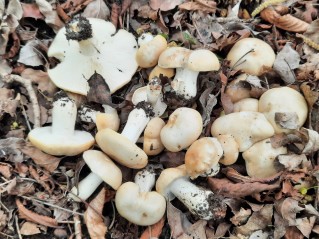 Calocybe gambosa