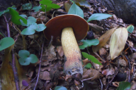 Suillellus luridus