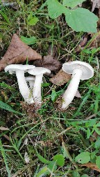 Clitocybe phyllophila