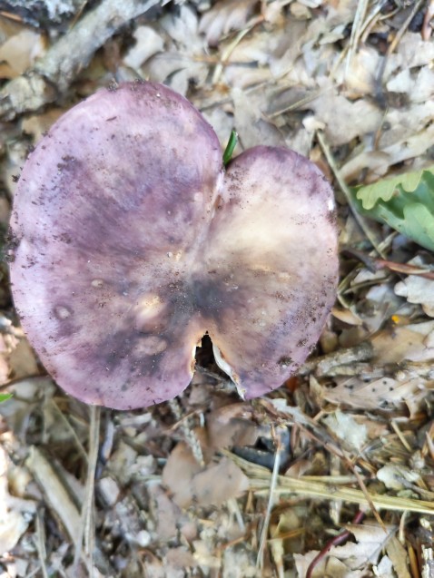 Russula cyanoxantha
