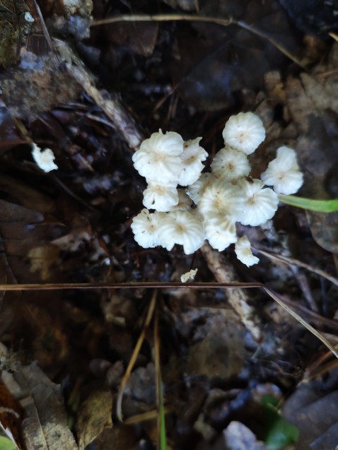 Marasmius rotula
