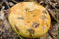 Lactarius scrobiculatus