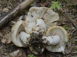 Russula subfoetens