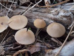 Psathyrella spadiceogrisea