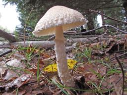 Lepiota clypeolaria