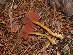 Cortinarius semisanguineus