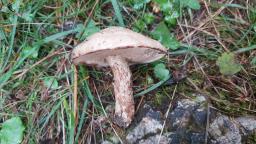 Suillus viscidus