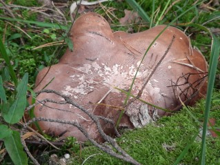 Fomitopsis betulina