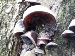 Auricularia auricula-judae