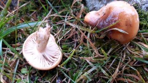 Hygrophorus discoideus