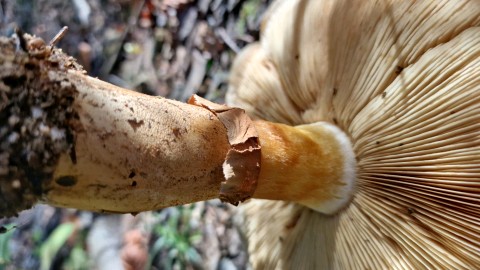 Phaeolepiota aurea