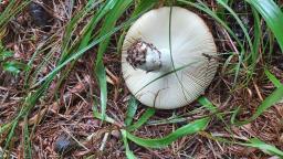 Russula decolorans