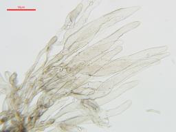 Lepiota griseovirens