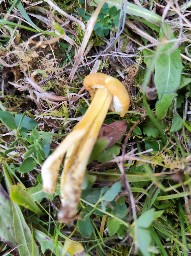 Hygrocybe citrinovirens