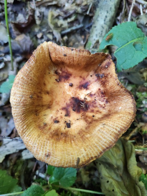 Russula subfoetens