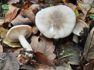Clitocybe nebularis